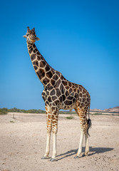 Beautiful Male Giraffe in the park, Arabian Peninsula.