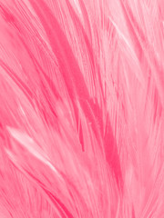 Beautiful abstract colorful white and pink feathers on white background and soft white feather texture on white pattern and pink background, colorful feather, pink banners