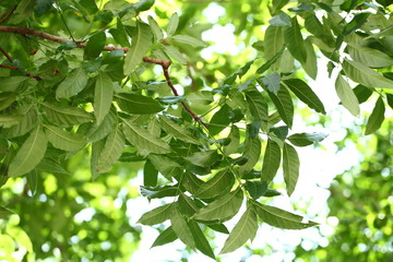 green leaves on a branch