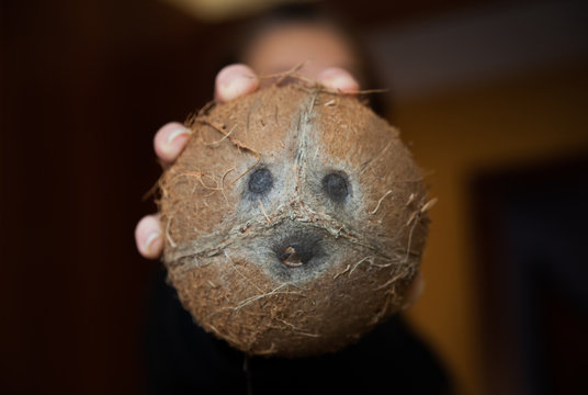Coconut with funny human appearance