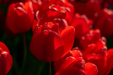 Beautiful red tulips with water droplets for background