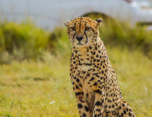 Fototapeta premium Closeup portrait of a spotted Cheetah in South Africa reserve