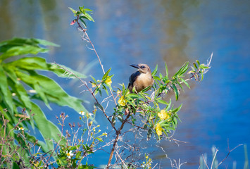 Brown Grackle sitting perched on limbs in Viera wetlands in Florida.