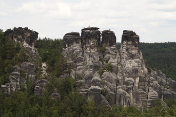 Fototapeta na wymiar Trees in the Bastei Mountains. Bastei is a sandstone formation with an observation deck in Saxon Switzerland 