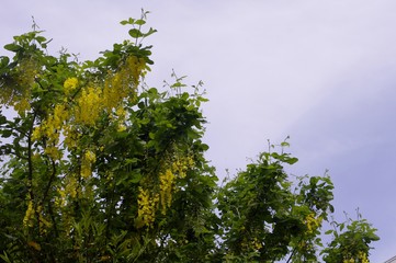 Arbuste à fleurs jaunes
