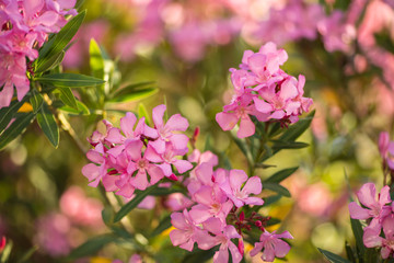 Flowering branches / flowers of a pink oleander tree. Backlight. Close up.