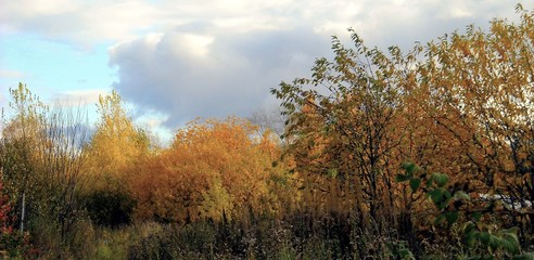 Obraz na płótnie Canvas autumn landscape with trees