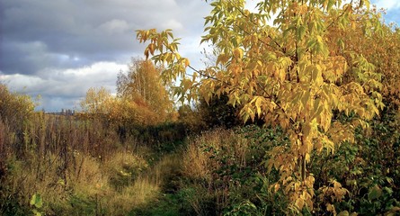 autumn landscape with trees