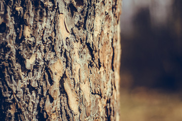 The texture of the tree bark. Pine trunk in the sun. Brown background. Coniferous forest. A tree in the forest.