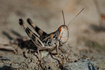 grasshopper on the ground