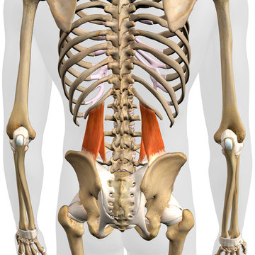 Quadratus Lumborum Muscles in Isolation Rear View of Upper Back Human Anatomy