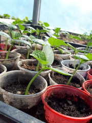 Seedlings of cucumbers in glasses in greenhouse.