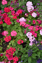 Géraniums multicolores au jardin en été