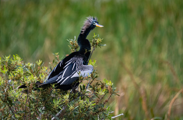 Anhinga drying wings in marsh wetlands in Viera Florida.