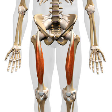 Rectus Femoris Muscle in Isolation Frontal View of Pelvis, Hip and Legs Human Anatomy