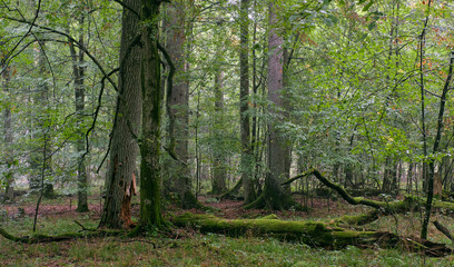 Deciduous stand with hornbeams and oaks