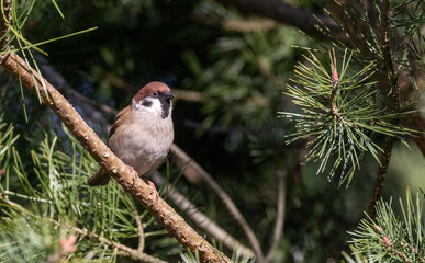 Eurasian tree sparrow (Passer montanus)