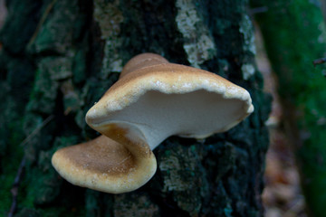 Fototapeta premium mushroom