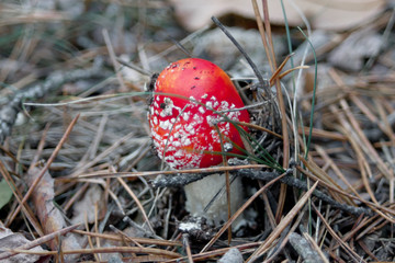 mushroom