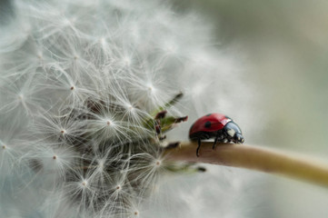 ladybird on a leaf