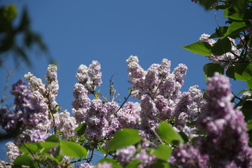 Common lilac purple flower blossom and blue sky