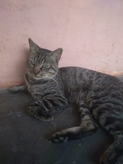 Obraz premium cat on the window