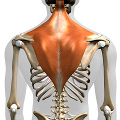Trapezius Muscle in Isolation Rear View of Upper Back Human Anatomy - 341777753