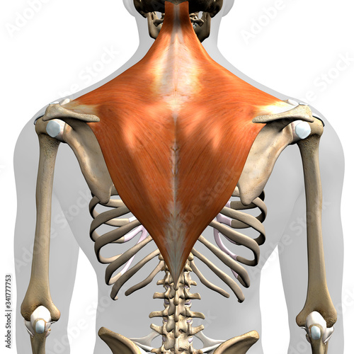 Trapezius Muscle In Isolation Rear View Of Upper Back Human Anatomy Wall Mural Hank Grebe