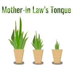 The mother-in-law's tongue tree or snake plant is hand-drawn in pots, small, medium and large.
