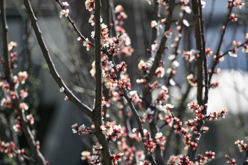 red berries on a tree