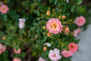 Peach drift roses, close up blooming in the garden
