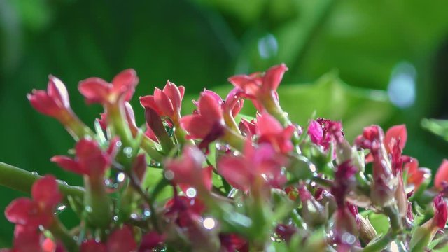 Rain water drops falling on the green plants and red flowers which are exotic