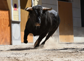 un fuerte toro español
