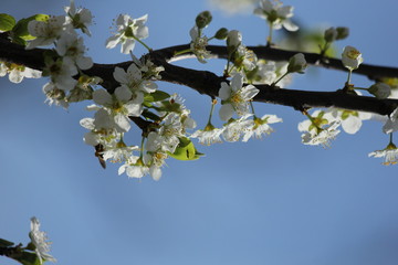 blossoming apple tree