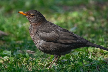 Amsel auf der Wiese