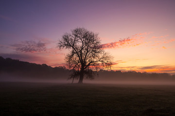 Fototapeta na wymiar sunrise and fog over a field with a lonely tree