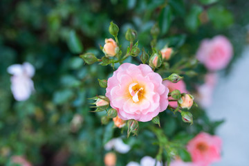 Peach drift roses, close up blooming in the garden