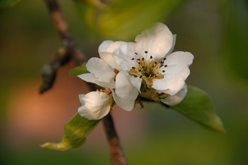 pear tree blossom