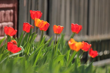 tulips in the garden