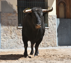 un fuerte toro español