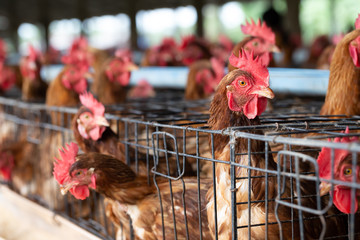 Chicken in the factory, Hens in cages industrial farm in Thailand, Animal and agribusiness, Food production and industry concept