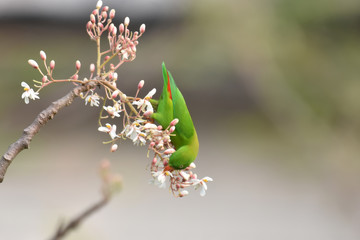 caterpillar on a flower