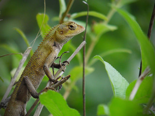 Oriental Garden Lizard up on the tree