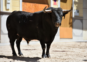 spanish bull with big horns