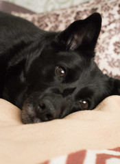 Portrait of a black dog. Black and white photo. Dark.