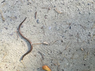 close up of a worm