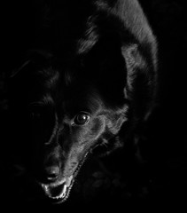 Portrait of a black dog. Black and white photo. Dark.