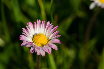 Fototapeta premium Spring flowers. Spring nature background. Close up of fresh tender chamomile with white petals with pink tips in spring blooming field.