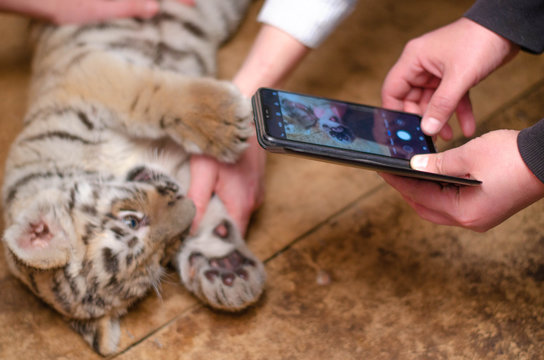 Photo of a tiger cub lying on the floor and hands of a man with a phone that photographs him