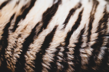 Photo of a tiger side. Texture of wool and stripes closeup
